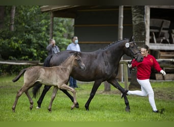 Oldenbourg, Jument, 13 Ans, 152 cm, Bai brun foncé