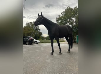 Oldenbourg, Jument, 13 Ans, 160 cm, Noir