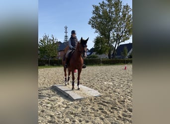 Oldenbourg, Jument, 13 Ans, 163 cm, Alezan