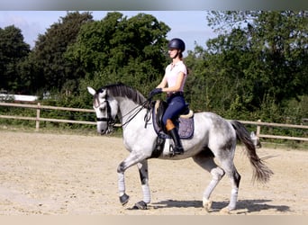 Oldenbourg, Jument, 13 Ans, 164 cm, Gris