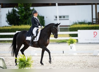 Oldenbourg, Jument, 13 Ans, 164 cm, Noir