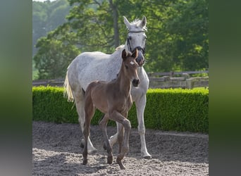 Oldenbourg, Jument, 13 Ans, 165 cm, Gris moucheté