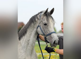 Oldenbourg, Jument, 13 Ans, 166 cm, Gris