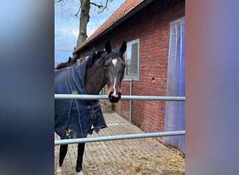 Oldenbourg, Jument, 13 Ans, 167 cm, Bai brun