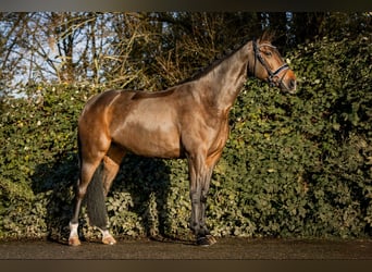 Oldenbourg, Jument, 13 Ans, 167 cm, Bai brun