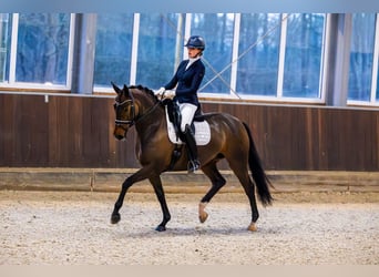 Oldenbourg, Jument, 13 Ans, 167 cm, Bai brun