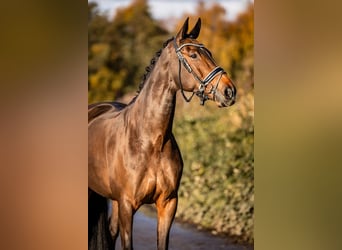 Oldenbourg, Jument, 13 Ans, 167 cm, Bai brun