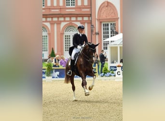 Oldenbourg, Jument, 13 Ans, 168 cm, Alezan brûlé
