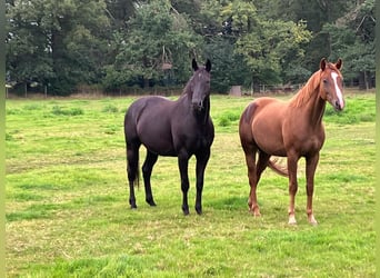 Oldenbourg, Jument, 13 Ans, 168 cm, Noir