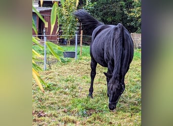 Oldenbourg, Jument, 13 Ans, 168 cm, Noir