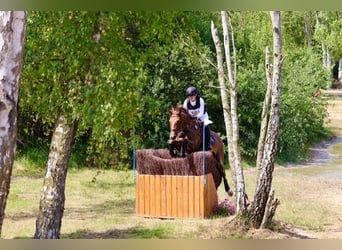 Oldenbourg, Jument, 13 Ans, 169 cm, Alezan brûlé