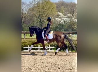 Oldenbourg, Jument, 13 Ans, 169 cm, Bai brun