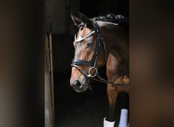 Oldenbourg, Jument, 13 Ans, 169 cm, Bai brun foncé