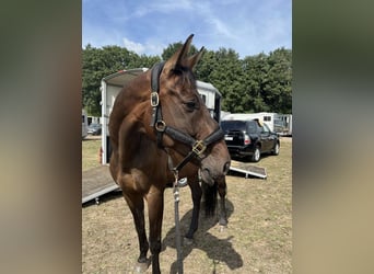 Oldenbourg, Jument, 13 Ans, 170 cm, Bai brun