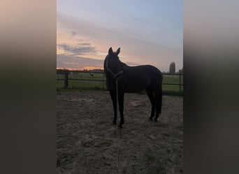 Oldenbourg, Jument, 13 Ans, 170 cm, Bai brun