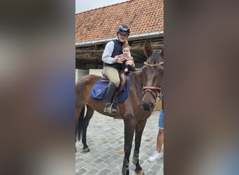 Oldenbourg, Jument, 13 Ans, 170 cm, Bai brun