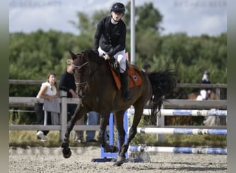 Oldenbourg, Jument, 13 Ans, 170 cm, Bai brun