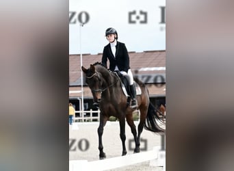 Oldenbourg, Jument, 13 Ans, 170 cm, Bai brun