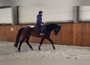 Oldenbourg, Jument, 13 Ans, 170 cm, Bai brun