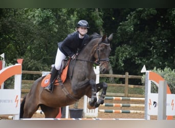 Oldenbourg, Jument, 13 Ans, 170 cm, Bai brun