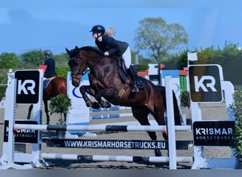 Oldenbourg, Jument, 13 Ans, 170 cm, Bai brun