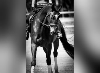 Oldenbourg, Jument, 13 Ans, 170 cm, Bai brun