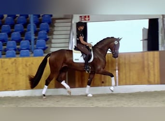 Oldenbourg, Jument, 13 Ans, 170 cm, Bai