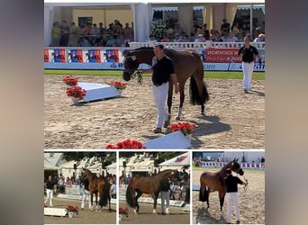 Oldenbourg, Jument, 13 Ans, 170 cm, Bai