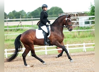 Oldenbourg, Jument, 13 Ans, 170 cm, Bai
