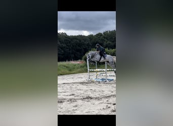 Oldenbourg, Jument, 13 Ans, 170 cm, Gris