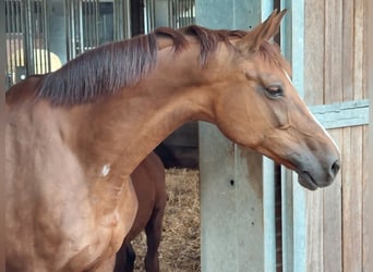 Oldenbourg, Jument, 13 Ans, 171 cm, Alezan brûlé