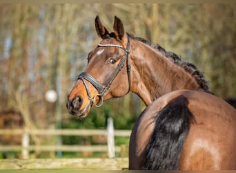 Oldenbourg, Jument, 13 Ans, 171 cm, Bai