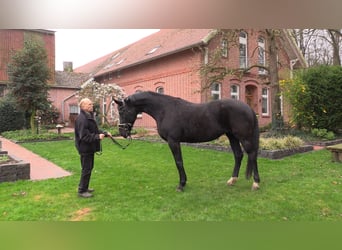 Oldenbourg, Jument, 13 Ans, 173 cm, Noir