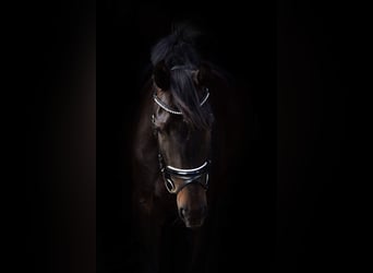 Oldenbourg, Jument, 13 Ans, 175 cm, Bai brun foncé