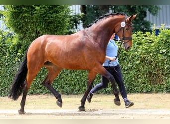 Oldenbourg, Jument, 13 Ans, 177 cm, Bai brun