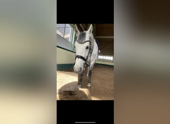 Oldenbourg, Jument, 13 Ans, 177 cm, Gris