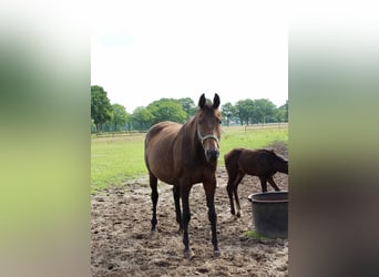 Oldenbourg, Jument, 13 Ans, 180 cm, Bai brun