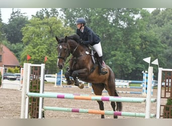 Oldenbourg, Jument, 13 Ans, 180 cm, Noir