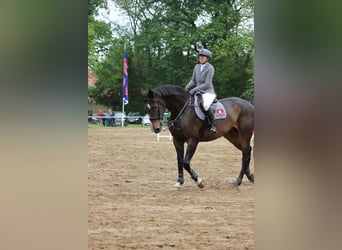 Oldenbourg, Jument, 13 Ans, 180 cm, Noir