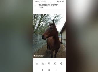 Oldenbourg, Jument, 14 Ans, 158 cm, Bai