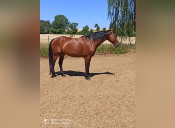 Oldenbourg, Jument, 14 Ans, 158 cm, Bai