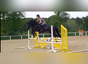 Oldenbourg, Jument, 14 Ans, 162 cm, Bai brun foncé