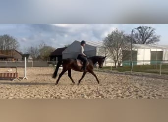Oldenbourg, Jument, 14 Ans, 163 cm, Bai brun