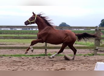 Oldenbourg, Jument, 14 Ans, 164 cm, Alezan