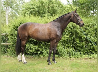 Oldenbourg, Jument, 14 Ans, 165 cm, Bai brun