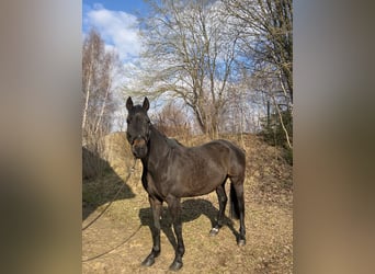 Oldenbourg, Jument, 14 Ans, 167 cm, Bai brun foncé