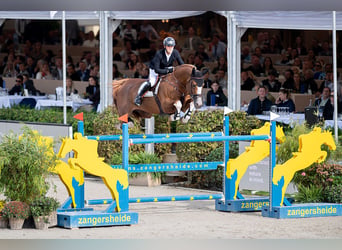 Oldenbourg, Jument, 14 Ans, 168 cm, Alezan