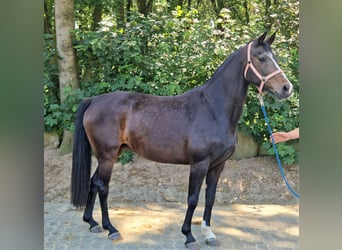 Oldenbourg, Jument, 14 Ans, 168 cm, Bai brun
