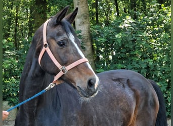 Oldenbourg, Jument, 14 Ans, 168 cm, Bai brun