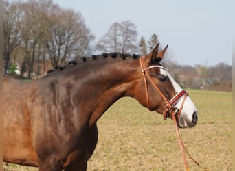 Oldenbourg, Jument, 14 Ans, 168 cm, Bai